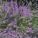 דירה Maison Casa Lavanda *