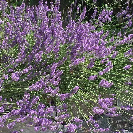 Lägenhet Maison Casa Lavanda *